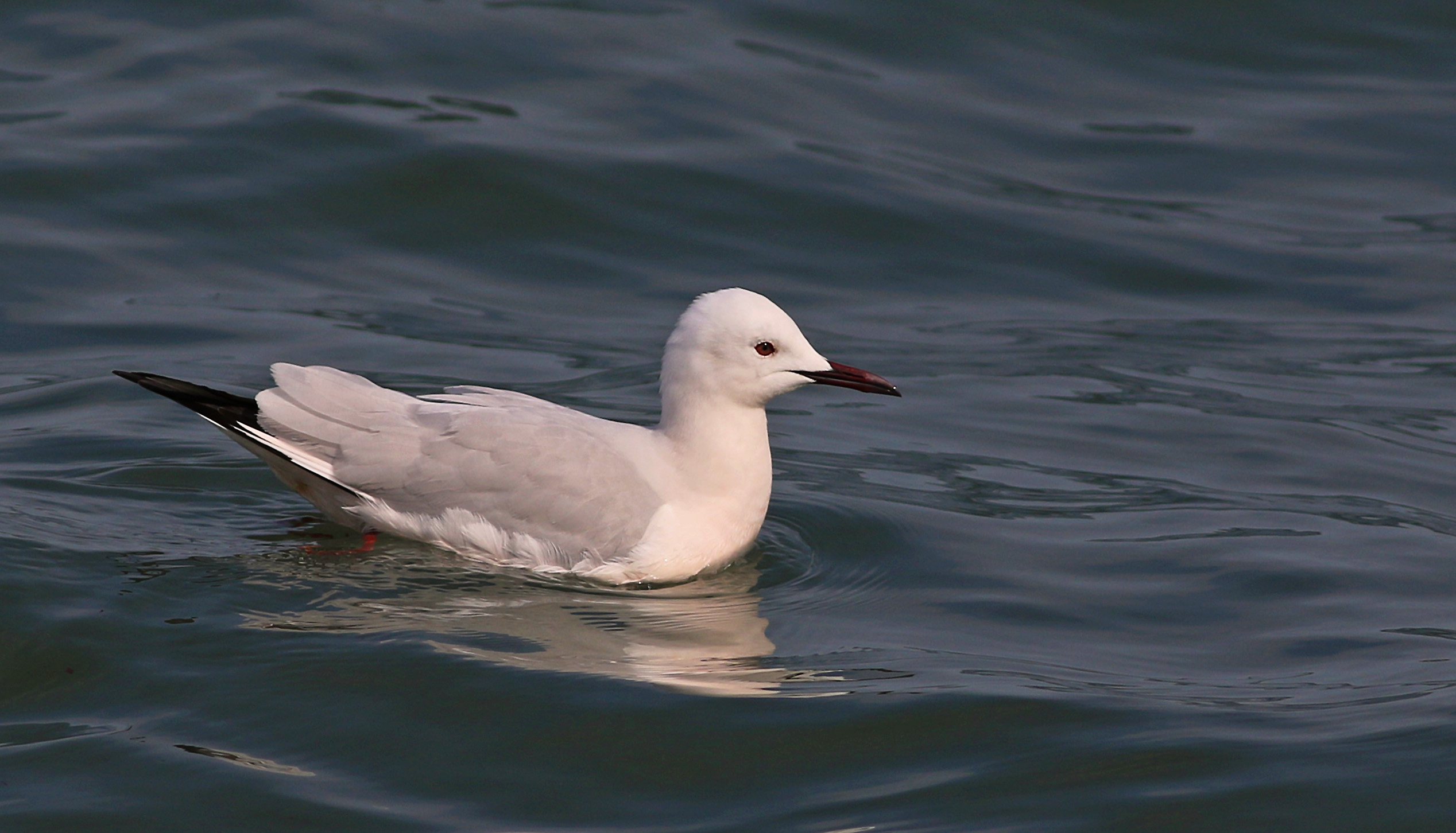 Slender-billed Gull